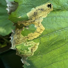 Acidia cognata