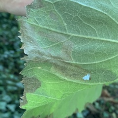 Acidia cognata