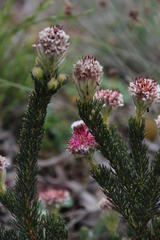 Serruria trilopha