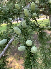 Cedrus