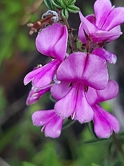 Indigofera concava