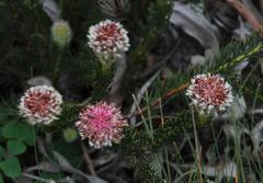 Serruria trilopha