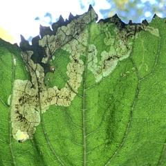 Acidia cognata