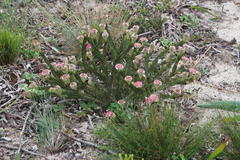 Serruria trilopha