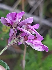 Indigofera concava