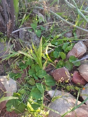 Pelargonium punctatum