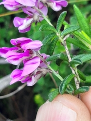 Indigofera concava