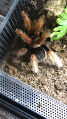 Brachypelma boehmei