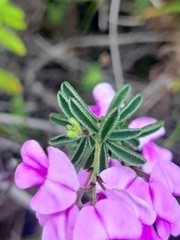 Indigofera concava
