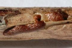 Dianema inconspicuum