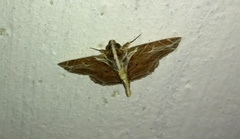 Dolichosomastis dorsilinea