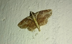 Dolichosomastis dorsilinea