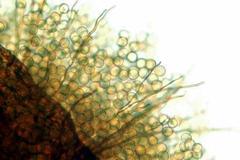 Dianema inconspicuum