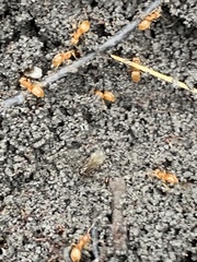 Lasius minutus