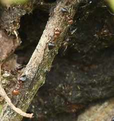Crematogaster parapilosa