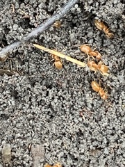 Lasius minutus