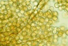 Dianema inconspicuum