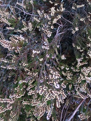 Erica lusitanica