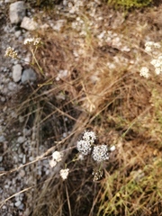 Gypsophila papillosa