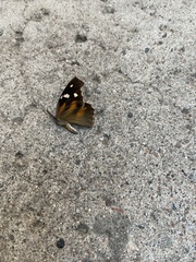 Libytheana carinenta