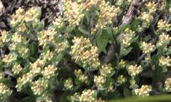 Troglophyton parvulum