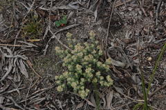 Troglophyton parvulum