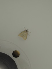 Udea lutealis
