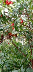 Sciurus granatensis