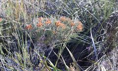 Serruria phylicoides