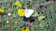 Colias alexandra