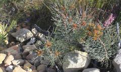 Serruria phylicoides