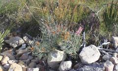 Serruria phylicoides