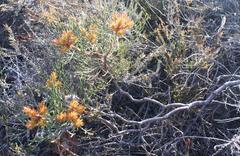 Serruria phylicoides