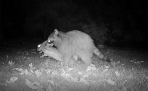 Common Raccoon photographed in California