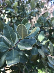 Lithraea caustica