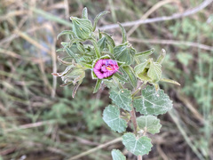 Pavonia lasiopetala