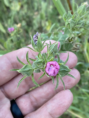 Pavonia lasiopetala