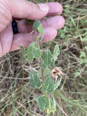 Pavonia lasiopetala