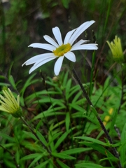 Osmitopsis osmitoides