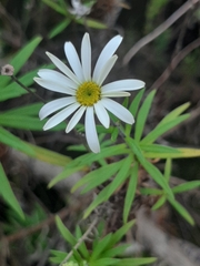 Osmitopsis osmitoides
