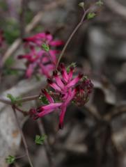 Fumaria muralis muralis