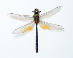 Anax guttatus