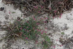 Fumaria muralis muralis