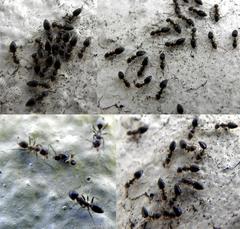 Technomyrmex pallipes