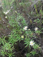 Osmitopsis osmitoides
