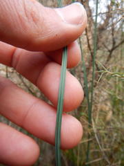 Gladiolus taubertianus