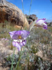 Gladiolus taubertianus