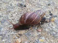 Lissachatina fulica