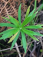 Osmitopsis osmitoides