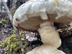 Hemipholiota